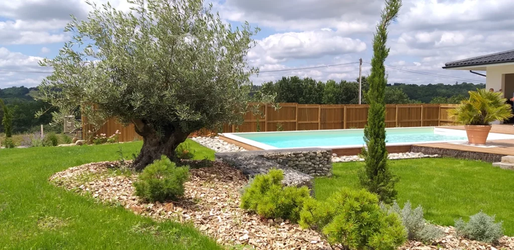 amenagement-piscine-olivier-vieux-tronc amenagement-piscine-olivier-vieux-tronc