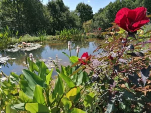 bassin-biodiversite-accueillant