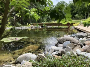 bassin-galet-nenuphar