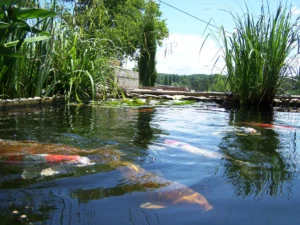 bassin-poisson-carpes