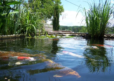 bassin-poisson-carpes