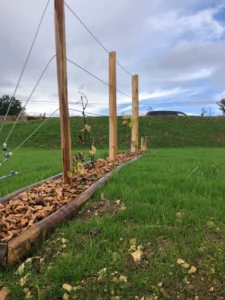 grimpante-vigne-support-bois-filins
