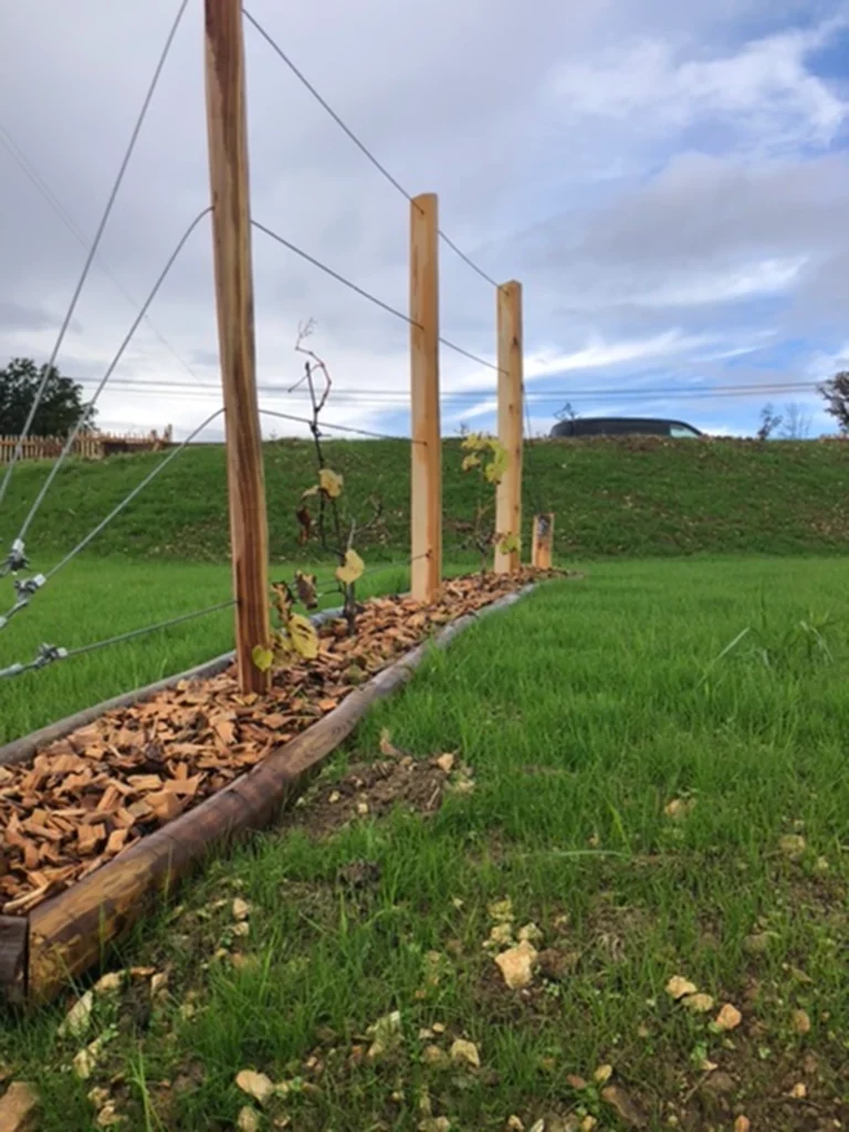 grimpante-vigne-support-bois-filins grimpante-vigne-support-bois-filins