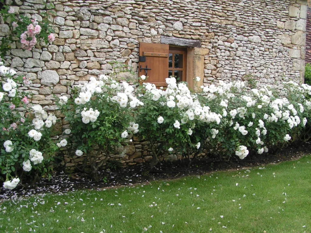 massif-bordure-rosiers-blancs massif-bordure-rosiers-blancs