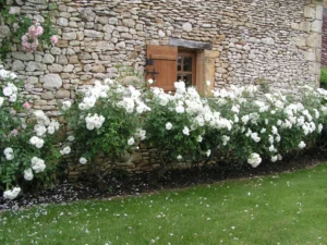 massif-bordure-rosiers-blancs