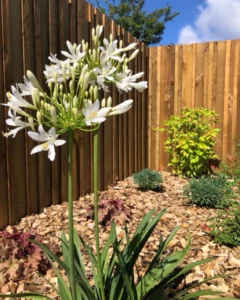 palissade-côté-jardin