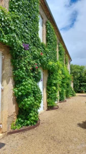 plantation-grimpante-facade-maison-pierre