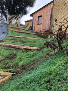 plantation-talus-tapis-sedum-precultive