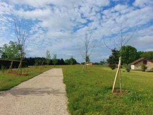 plantations-arbres-camping
